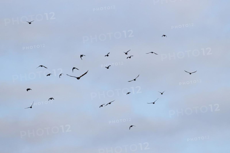 Hooded Crow