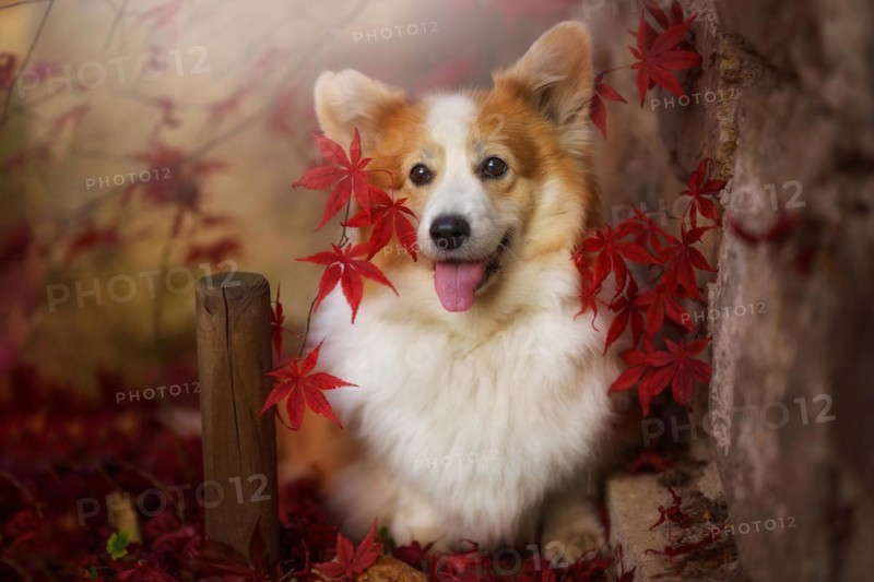 A Welsh Corgi pembroke dog standing among the leaves of a Japanese maple tree. Poland
