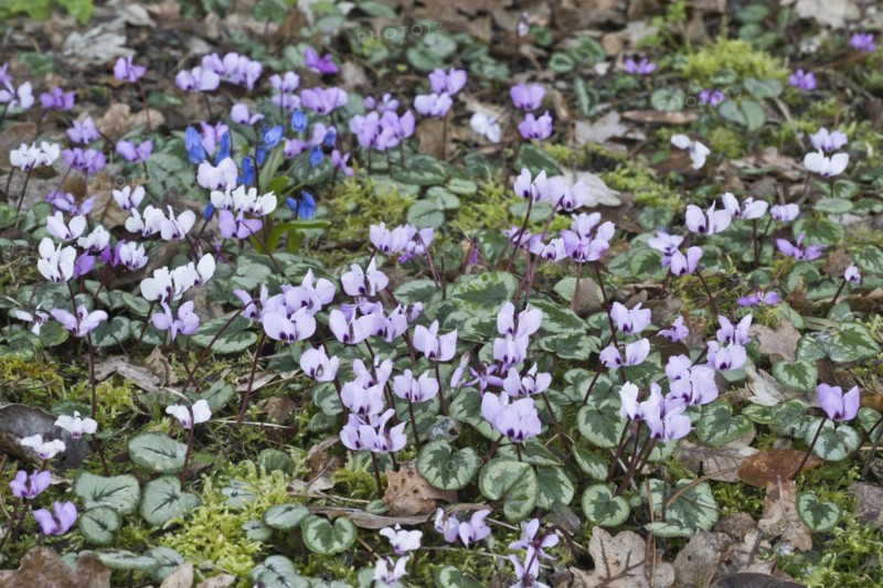 Eastern cyclamen