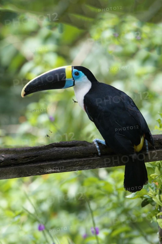 White-throated toucan