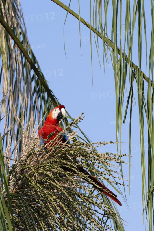 Scarlet Macaw