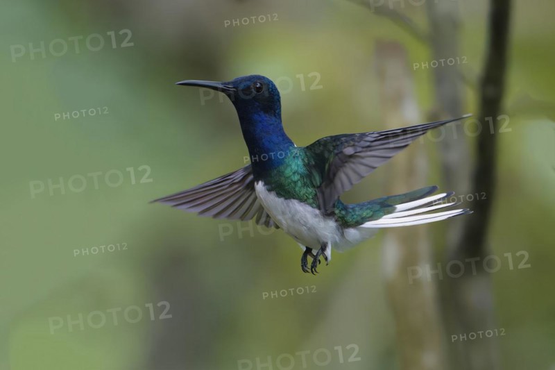 Male White necked Jacobin