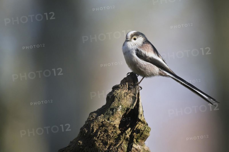 Long-tailed tit