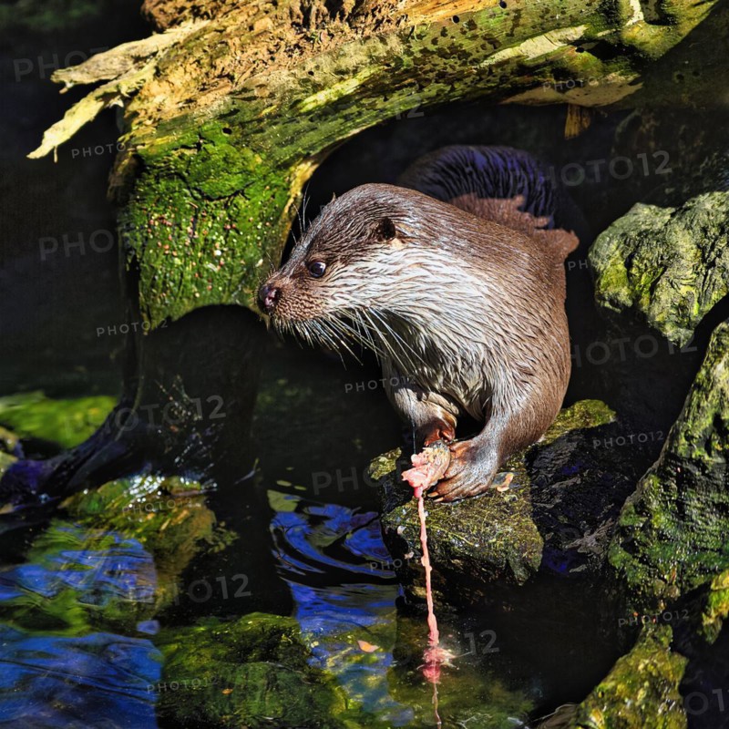 European otter