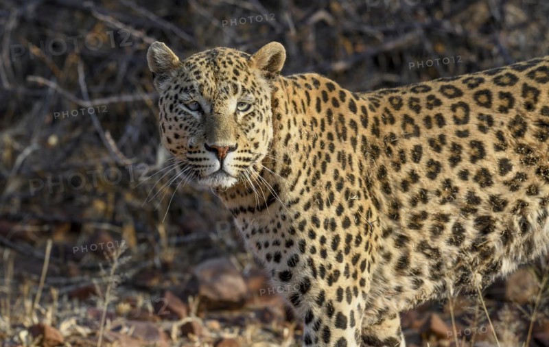 African leopard