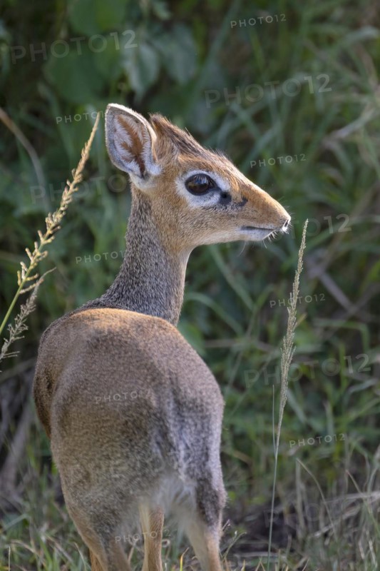 Dik