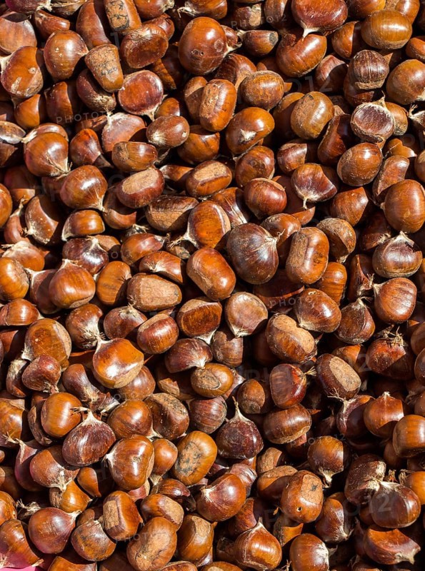 Raw fresh sweet chestnut for ready for sale