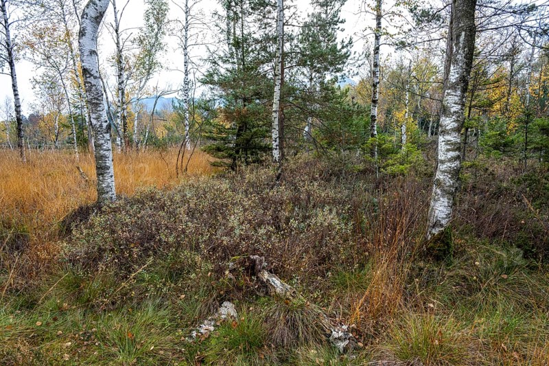 Autumn in the Kendlmuehlfilzen high moor