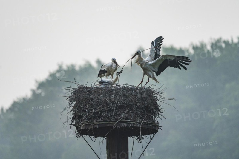 Stork family in the nest in the Disselmersch nature reserve