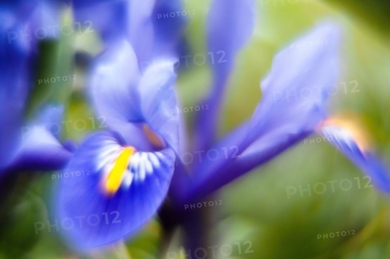 Moraea sisyrinchium