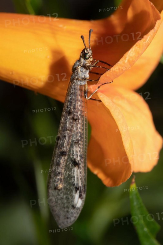 Adult Antlion with closed wings hanging from orange flower seen on right side