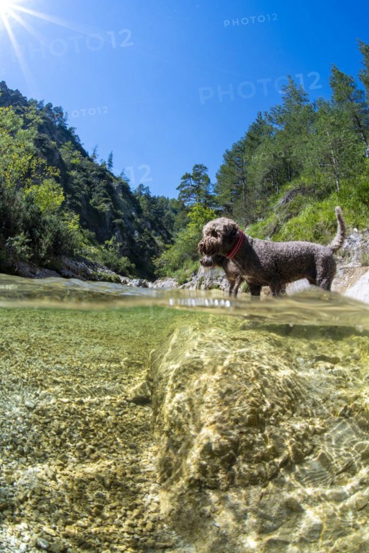 Lagotto Romagnolo outdoor