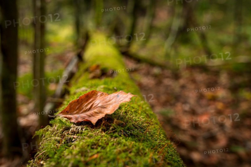 A leaf lying on a mossy tree on a trail in the Slovak Paradise National Park. Slovakia