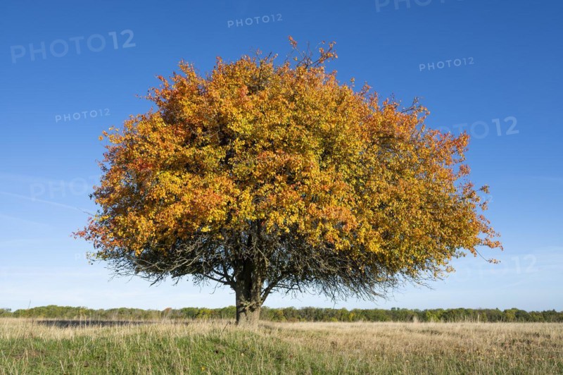 European pear