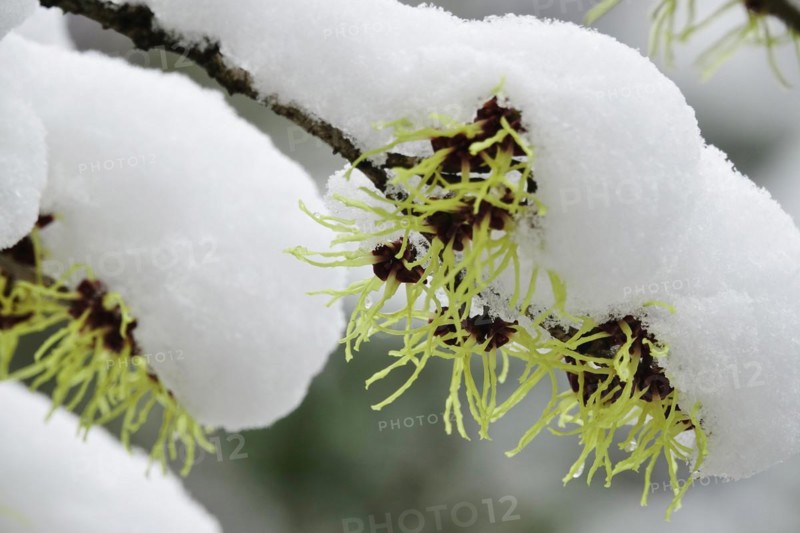 Witch-hazel