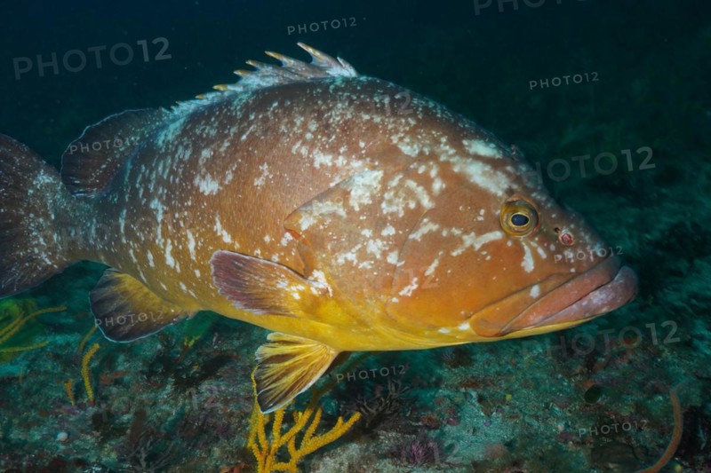 Dusky grouper