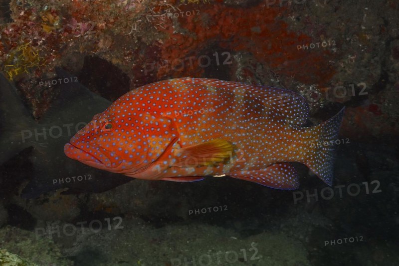 Vermillion seabass