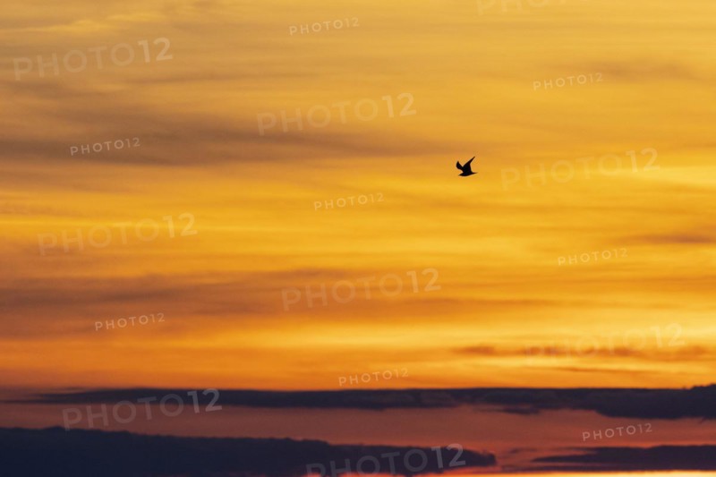 Common gull