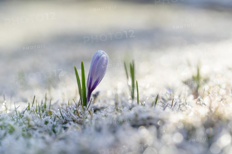 Spring crocus