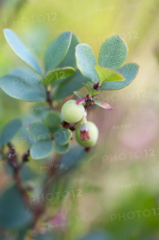 Bog bilberry