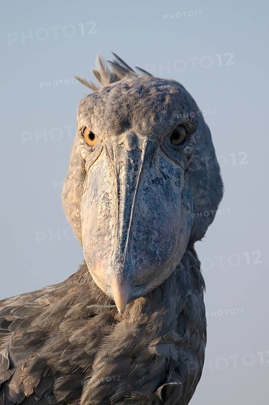 Shoebill