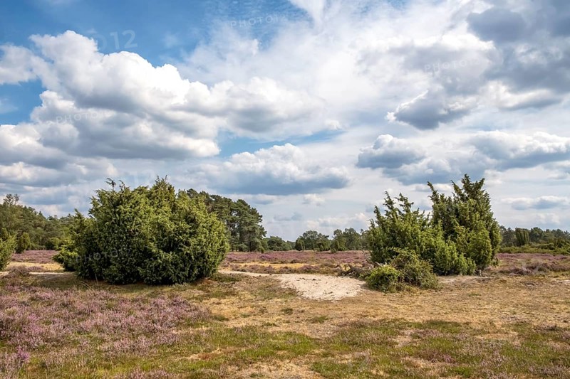 Buurserzand Nature Reserve