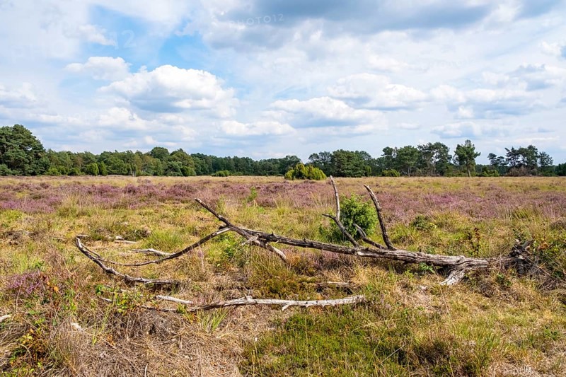 Buurserzand Nature Reserve