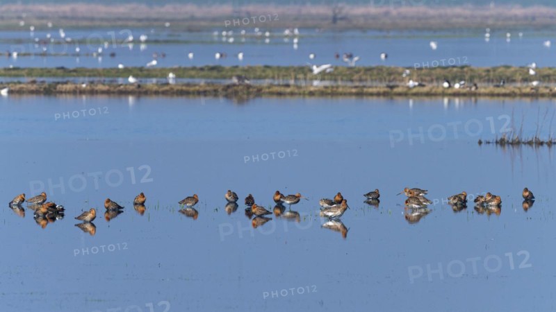 Black-tailed Godwit