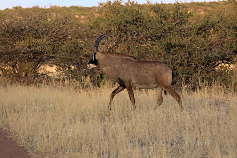 Roan antelope