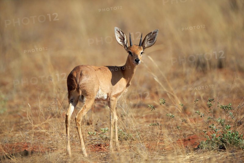 Steenbok