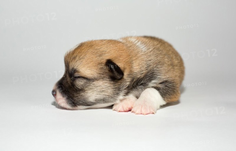 Ten days old puppies of the Welsh Corgi Pembroke