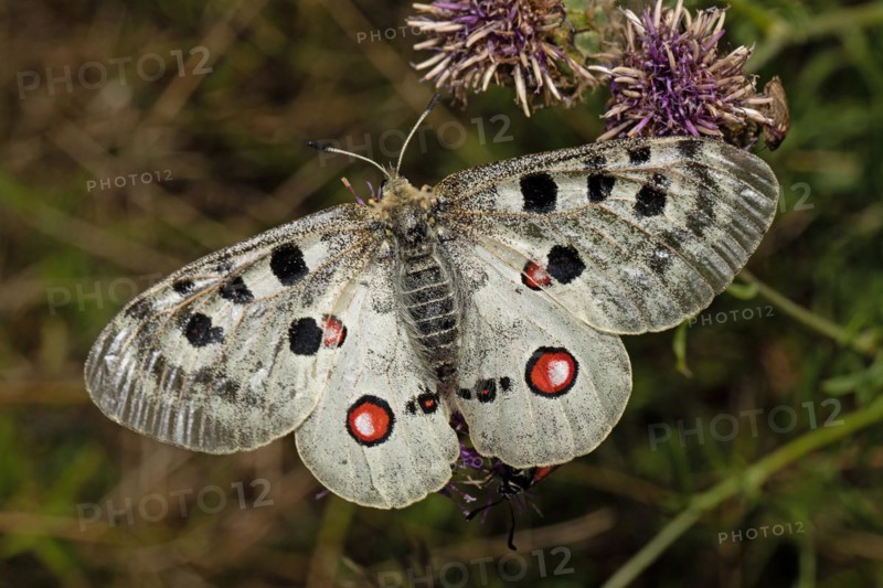 Apollo butterfly with open wings sitting on purple flower from behind