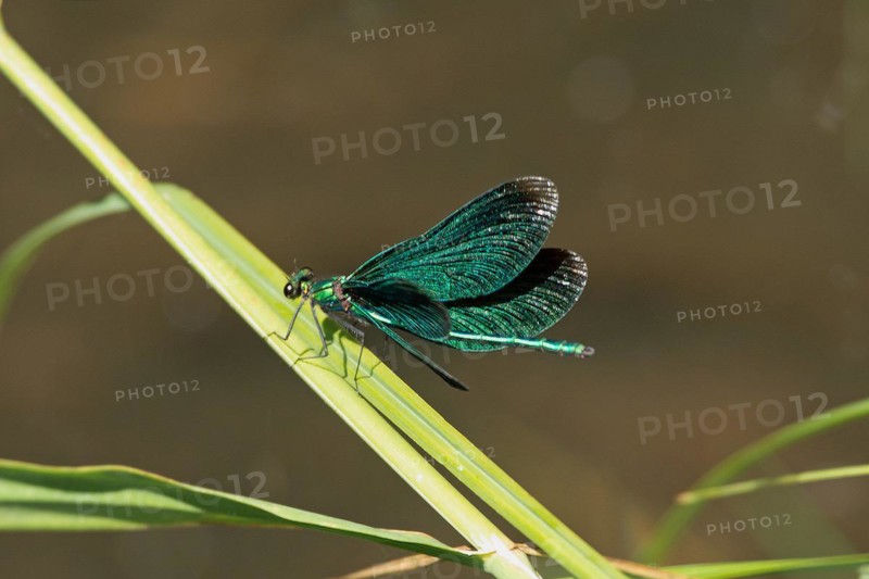 Blue-winged Damselfly Male with open wings sitting on green stalk seen from behind diagonally left