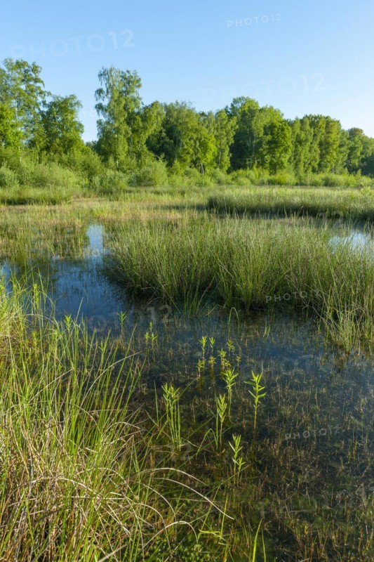 Moorland landscape