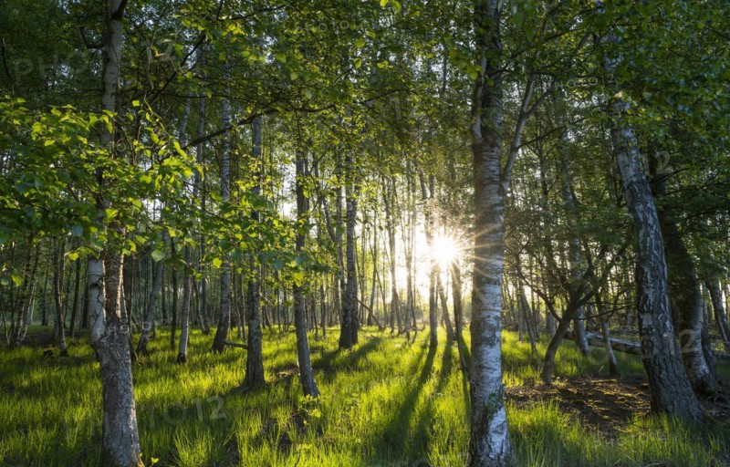 Bog birch