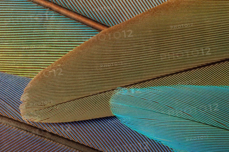 Parrot feathers in blue