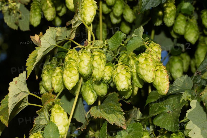 Hop panicle with green leaves and a few light green inflorescences