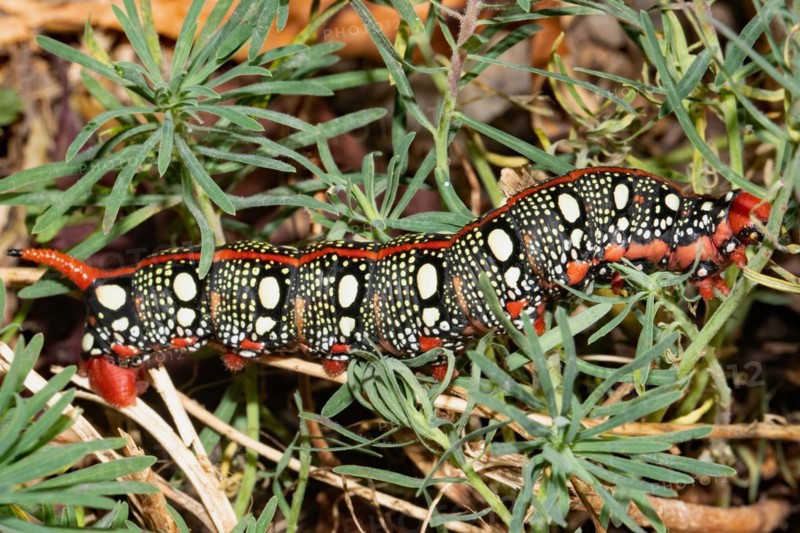 Spurge hawk moth red caterpillar sitting on green leaves right sighted