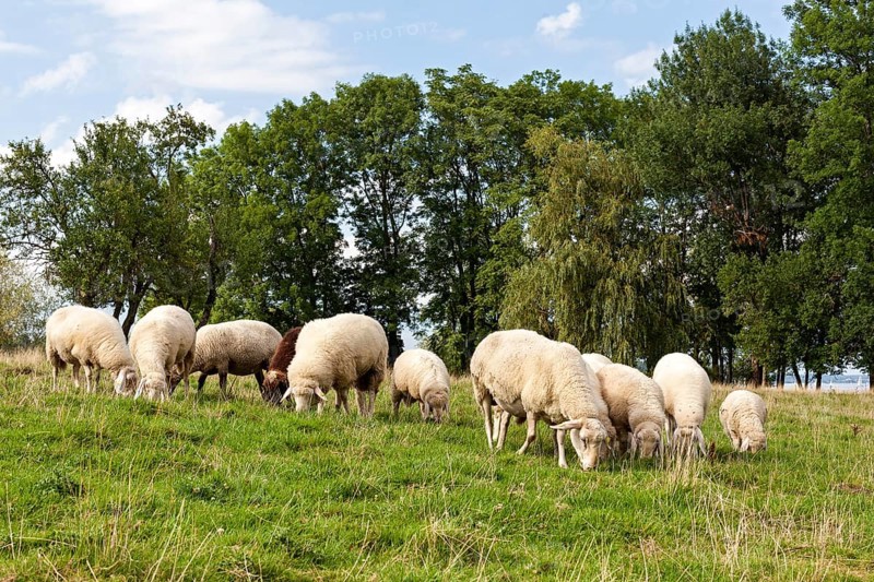 Wild sheep
