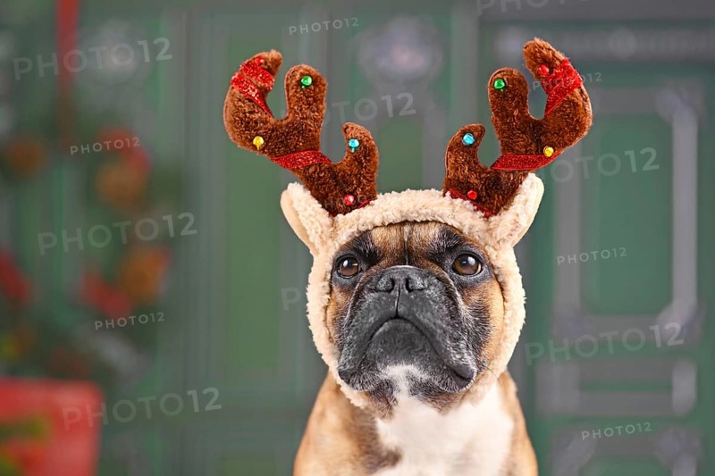 Cute French Bulldog dog with Christmas reindeer antler costume headband