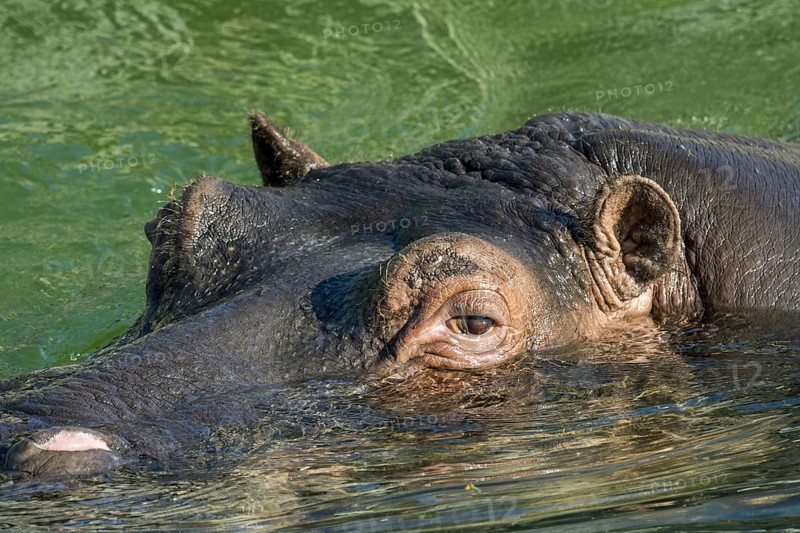 Submerged common hippopotamus