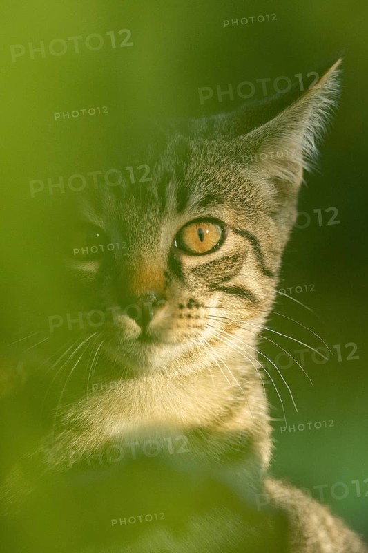 European domestic cat