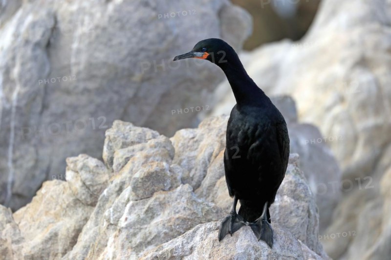 Cape Cormorant