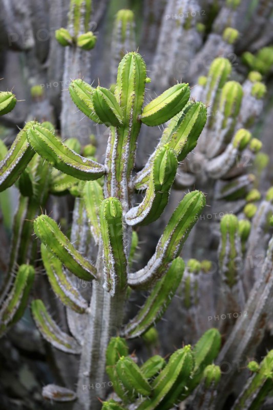 Spurge