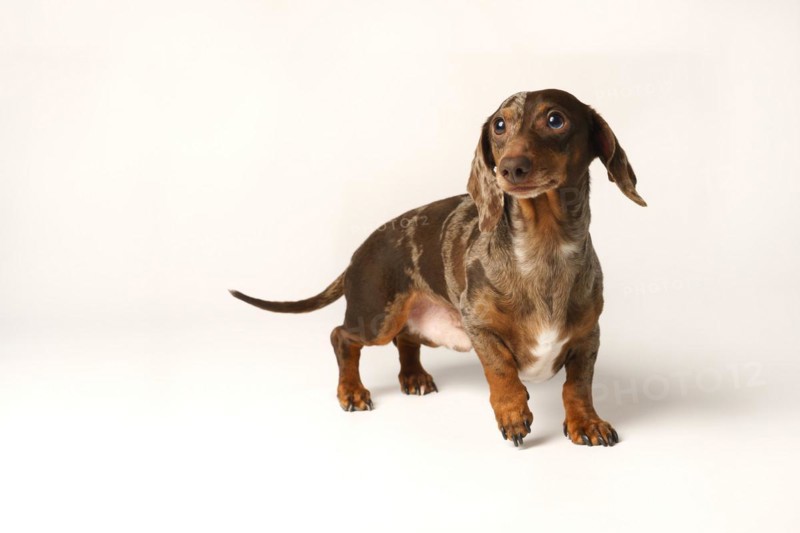 Miniature rabbit dachshund