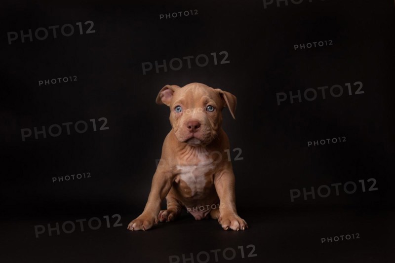 Puppy American Pit Bull Terrier sit on black background in studio