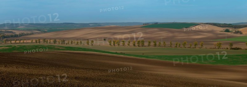 A very large panorama of beautifully undulating Moravian fields with an oak alley. Czech republic