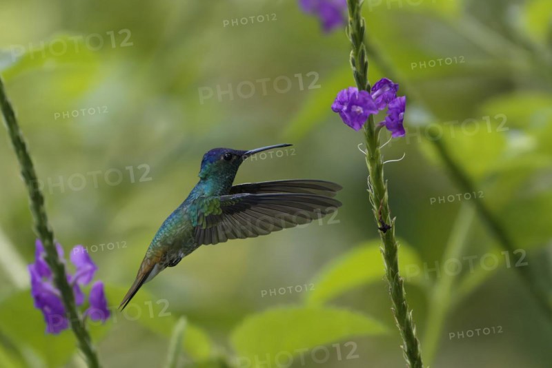 Golden-tailed Sapphire