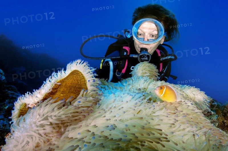 Diver Diver observes symbiotic behaviour of splendid anemone Synonym and pink skunk clownfish