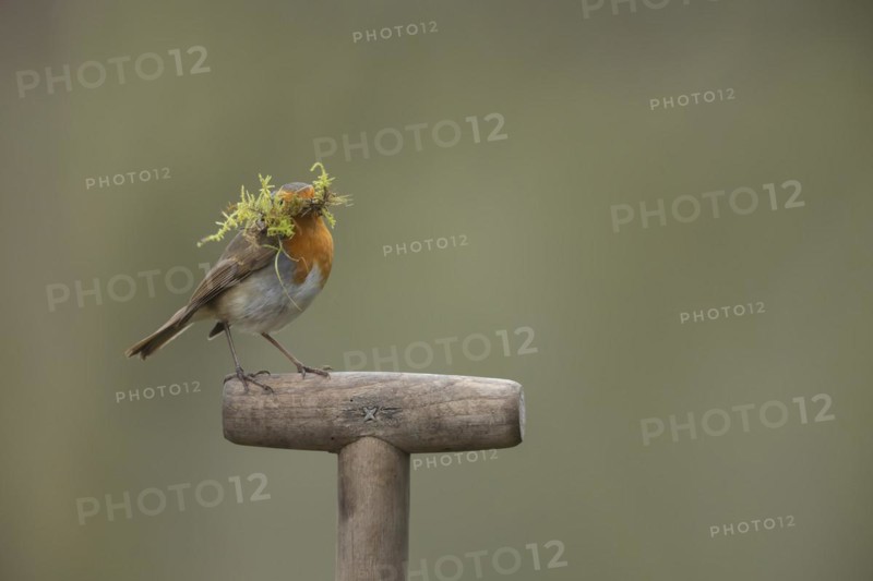 European robin